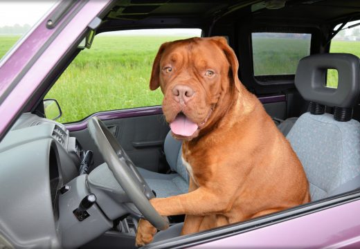 Comment transporter son chien en voiture en toute sécurité ?