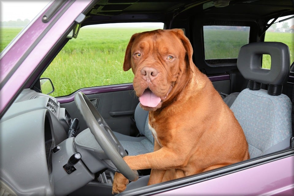 Les solutions pour transporter son chien en voiture de manière  sécuriséevoiture familiale